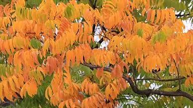 实拍8k秋天的秋叶视频的预览图